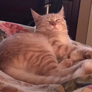 Fundraising Page: Rhonda Tucker